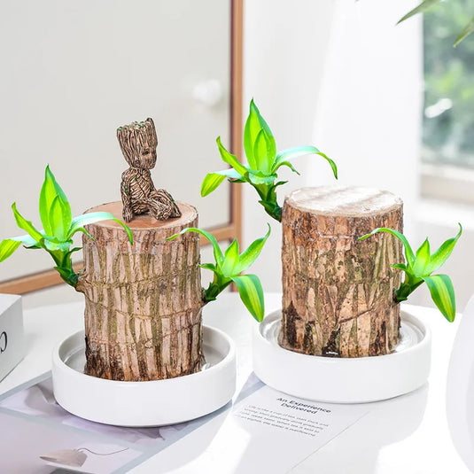 Lucky Brazil Wood Potted Plant .Free Delivery 🚚 . ⭐⭐⭐⭐⭐ 74995+ Reviews